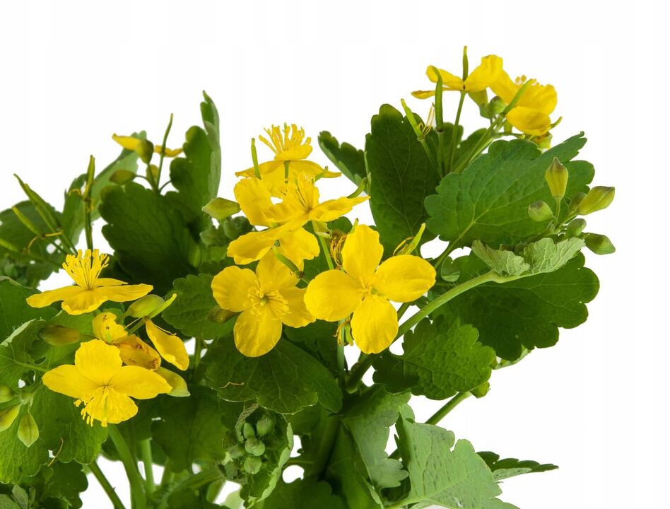 Celandine herbs fight fungus