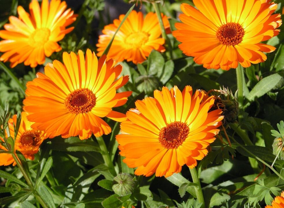 Calendula - a folk remedy for leg fungus