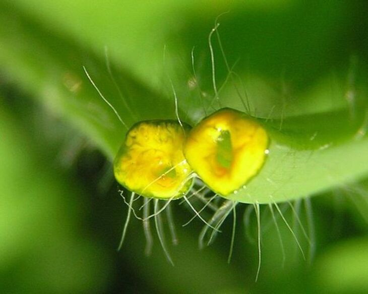 Celandine for Onychomycosis